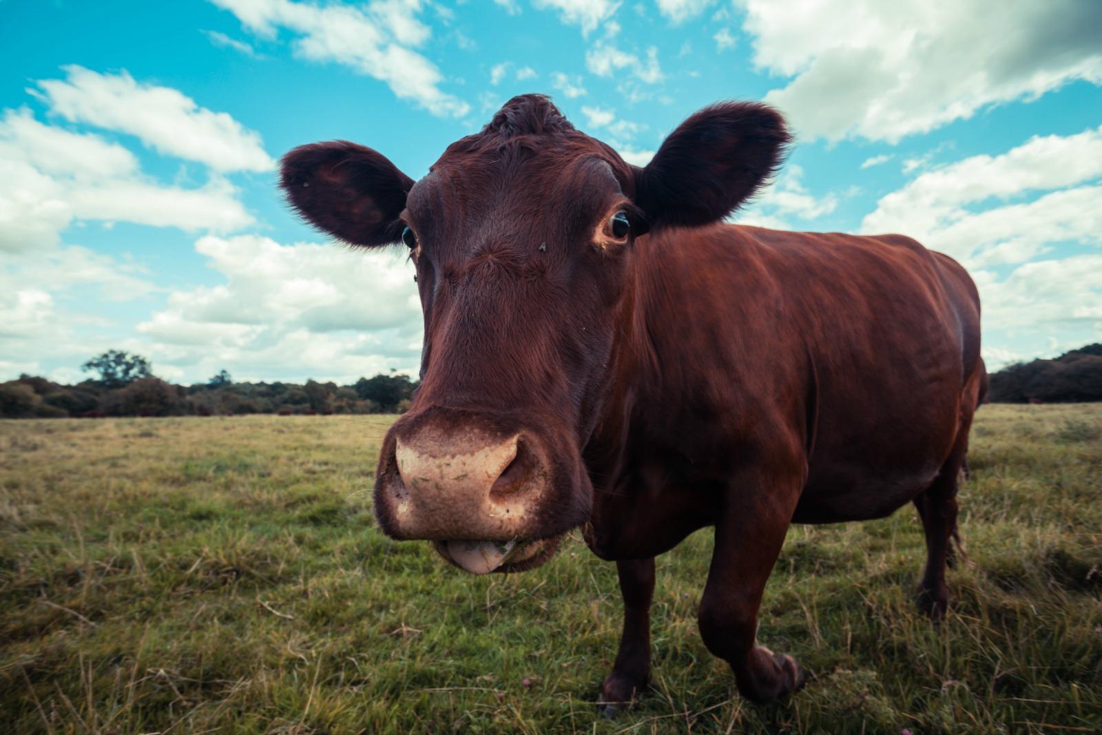 Dairy farmers cow