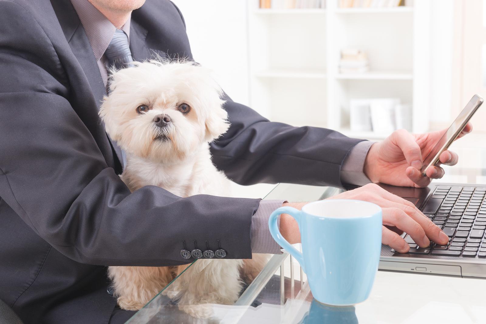 pets in the office